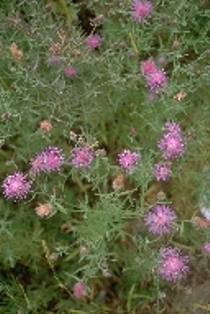 Matrix of photos of a variety of ten roadside invasives to watch for. 