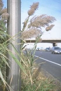 Matrix of photos of a variety of ten roadside invasives to watch for. 